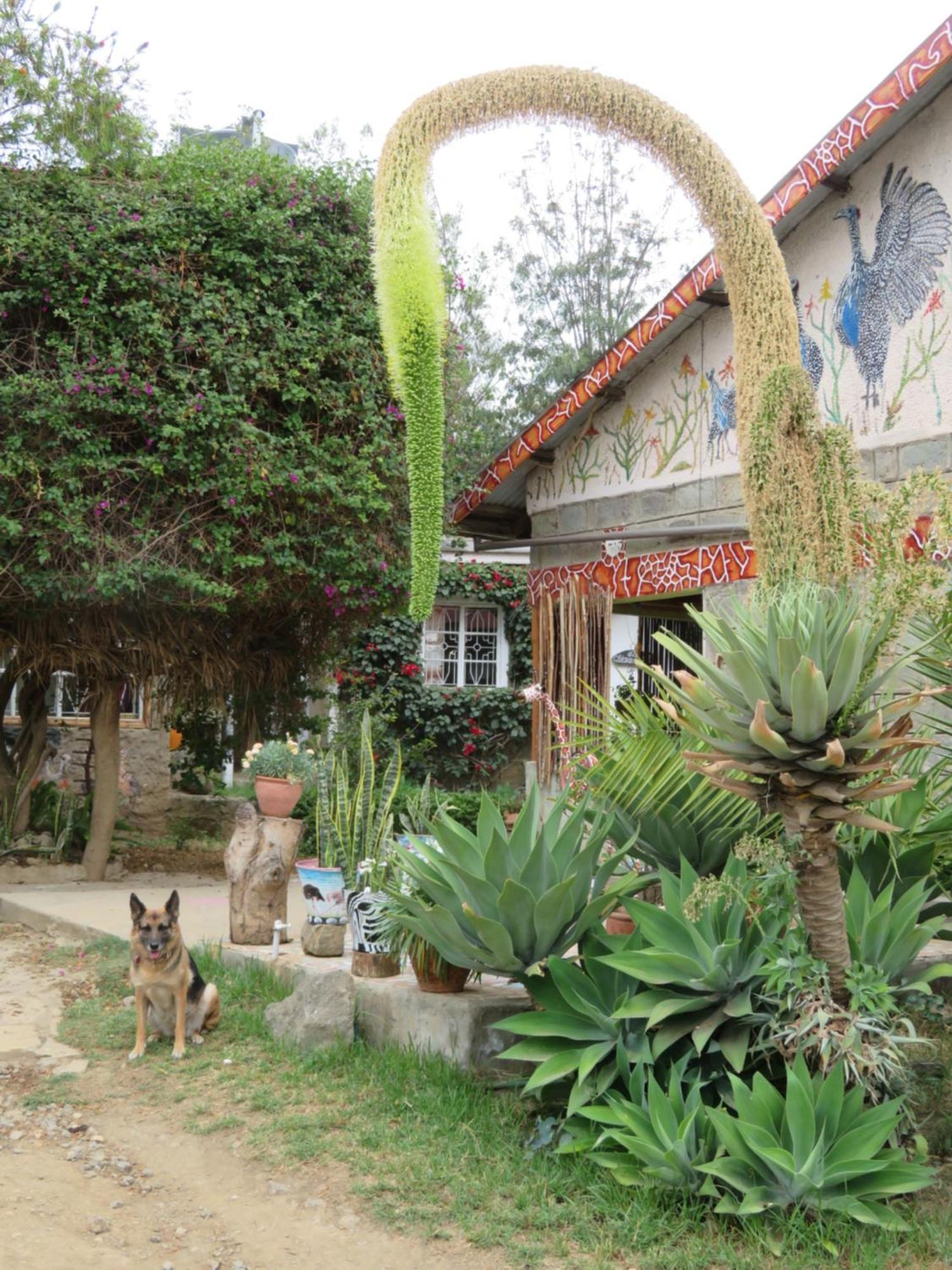 Aloepark Art Hotel Naivasha Kültér fotó